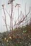 O4 P26 2014 rose photo
