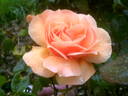Indian Summer rose photo