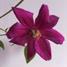 Ernest Markham clematis photo