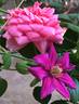 Ernest Markham clematis photo