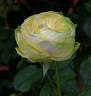 Sunlight Romantica rose photo