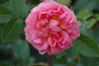 Hanka rose photo