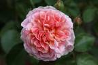 Hanka rose photo