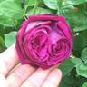 Pierre Notting rose photo