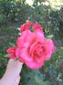 Dizzy Heights rose photo