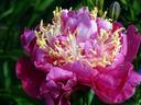 Feather Top peony photo