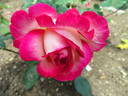 Jaltinskij Suvenir rose photo