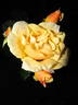 Jitka rose photo