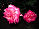 Jaltinskij Suvenir rose photo