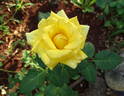 Electra rose photo