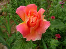 Federico Casas rose photo