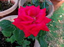 Helen's Trust rose photo