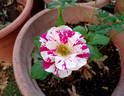 Jan Steen rose photo