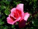 Smooth Prince rose photo