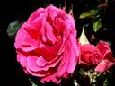 Smooth Prince rose photo