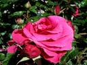 Smooth Prince rose photo