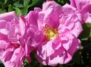 Delicata rose photo