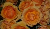 Goliath rose photo