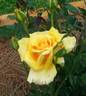 Caramel Crème rose photo