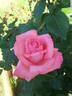 Brinessa rose photo