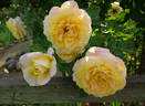 Beryl Bach rose photo
