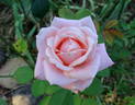 Eleganza rose photo