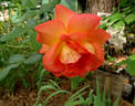 Fairest Cape ® Panarosa rose photo
