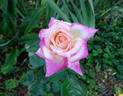 Parthenon ® rose photo