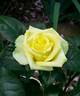 Lo rose photo