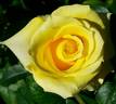 Lo rose photo