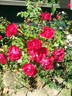 Eutin rose photo