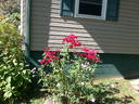 Eutin rose photo