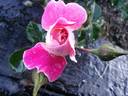 Incantation rose photo