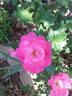Pink Knock Out rose photo