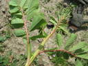 Hansen Hedge Rose rose photo