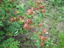 Hansen Hedge Rose rose photo