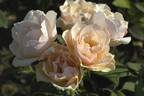 Indian summer rose photo