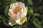 Indian summer rose photo
