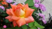 Magic Moon rose photo