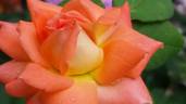 Magic Moon rose photo