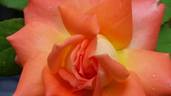 Magic Moon rose photo