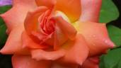 Magic Moon rose photo