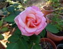 Straight Arrow ™ rose photo