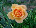 Sultry ™ rose photo