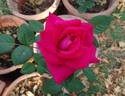 Helen's Trust rose photo