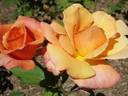 Open d'Australie rose photo