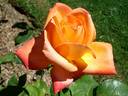 Open d'Australie rose photo