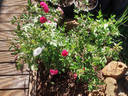 Amity rose photo