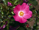 Bullseye rose photo
