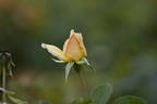 Lemon Tea rose photo
